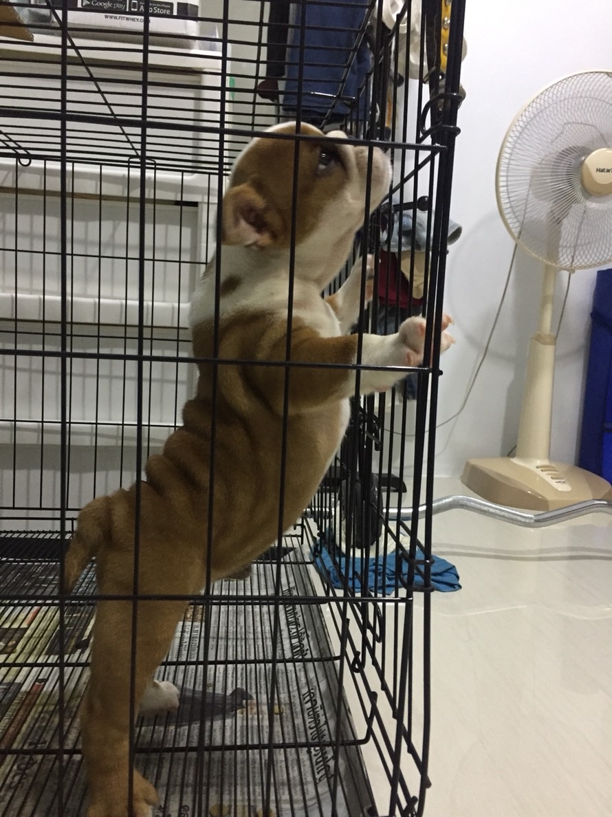 ขาย อิงลิช บลูด็อก ลดถูกๆไปเลยครับ