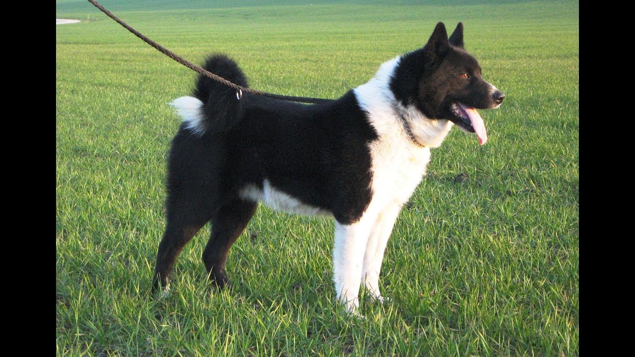 สุนัขสายพันธุ์ รัสโซ-ยูโรเปียนไลกา (Russo-European Laika)