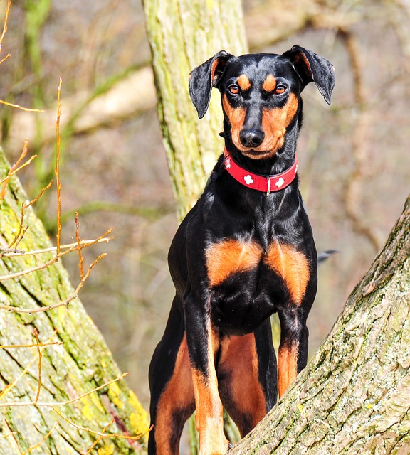 สุนัขสายพันธุ์ เยอรมัน พินเชอร์ (German Pinscher)