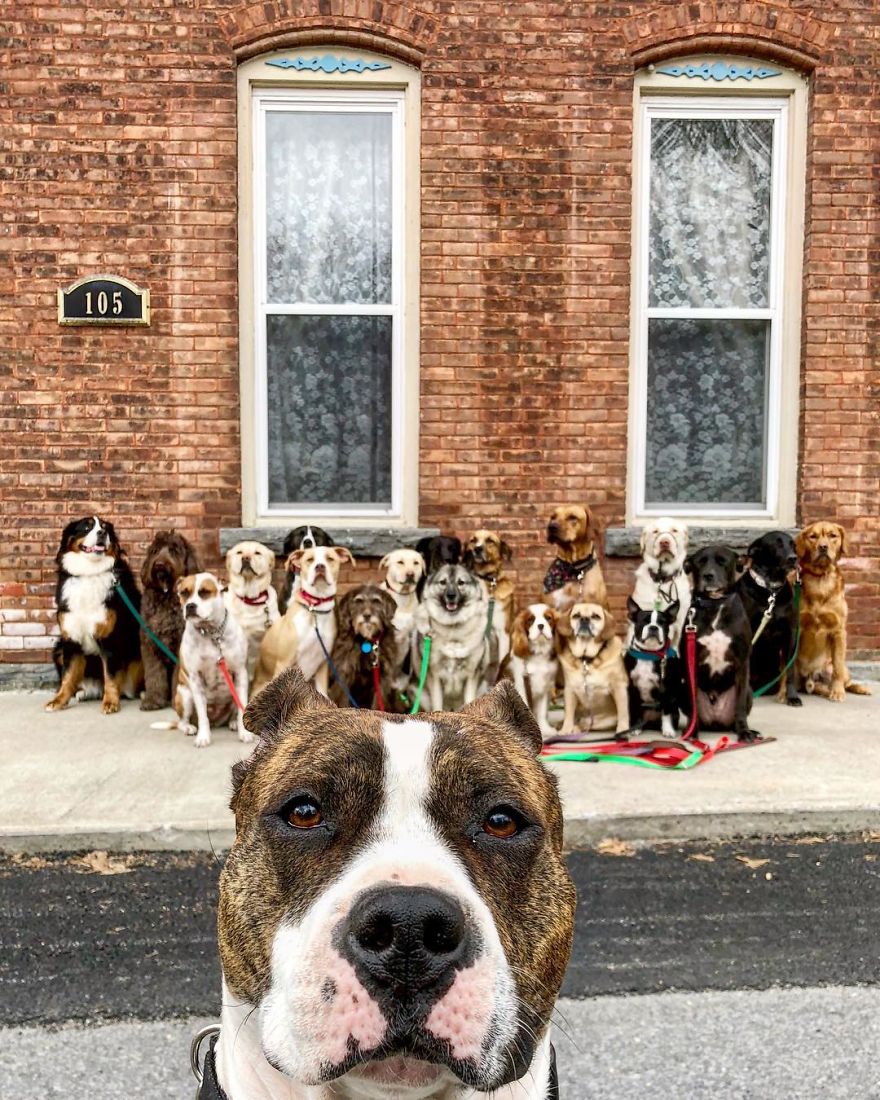 บริการพาน้องหมาไปเดินเล่น ‘Pack Walk’ น่ารักสุดๆ
