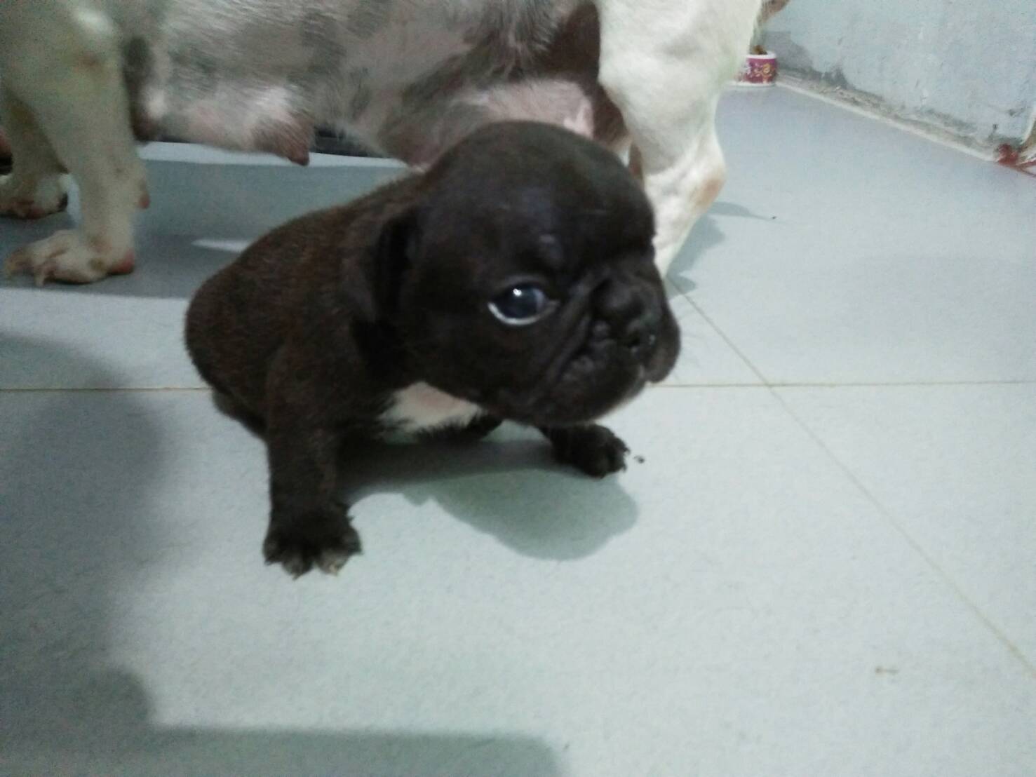 เปิดจองเฟร้นบลูด็อก