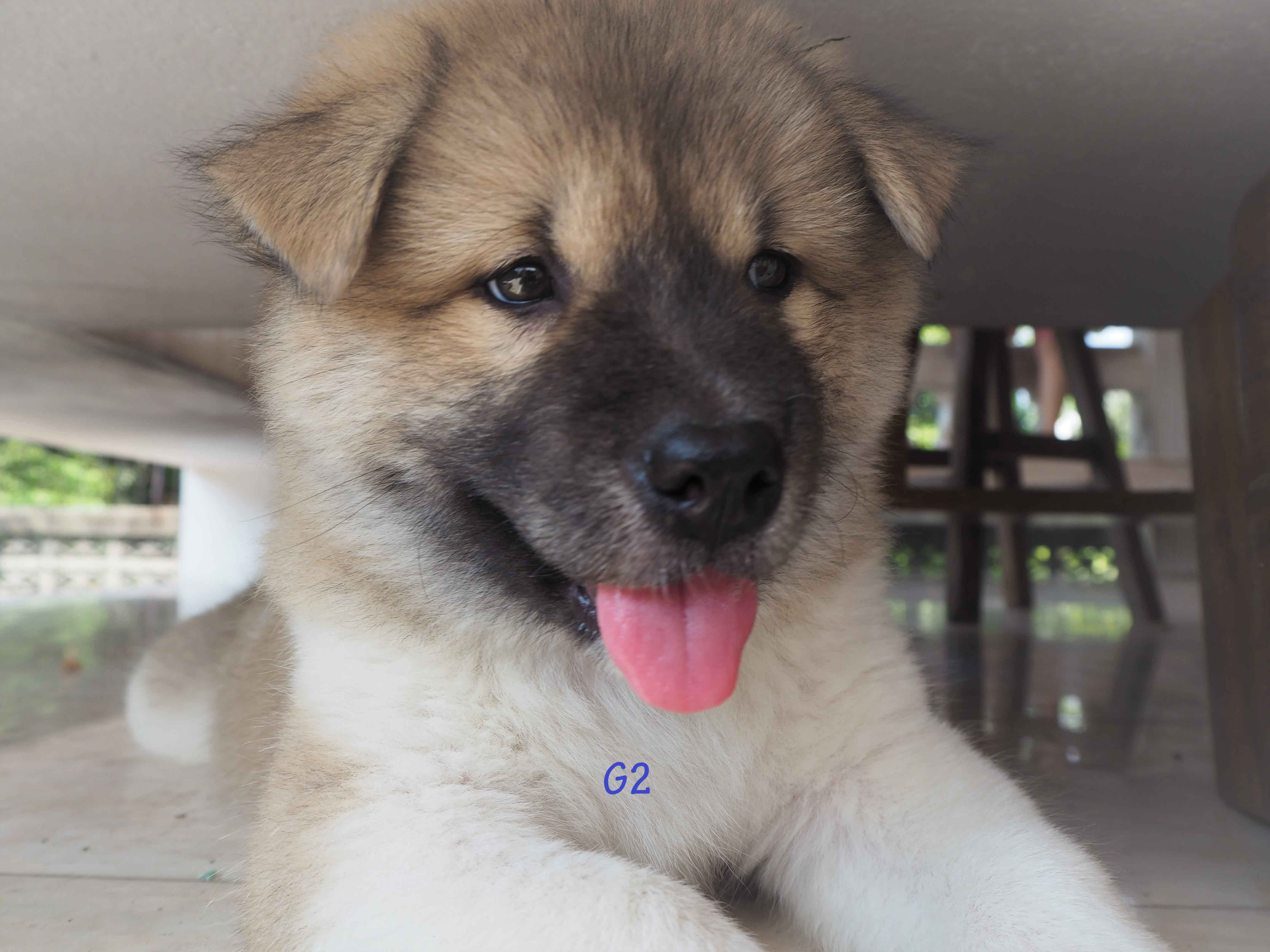 ลูกบางแก้วแท้ กำลังน่าร๊าก ชาย1 หญิง5 พร้อมย้ายบ้าน