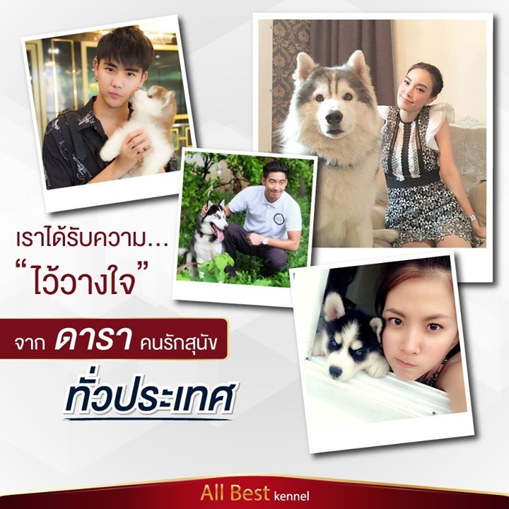 ขายไซบีเรียนฮัสกี้ เกรดดี hi-end มีให้เลือกทุกสีทั้ง ขนสั้นและขนยาว นิสัยดีไม่
