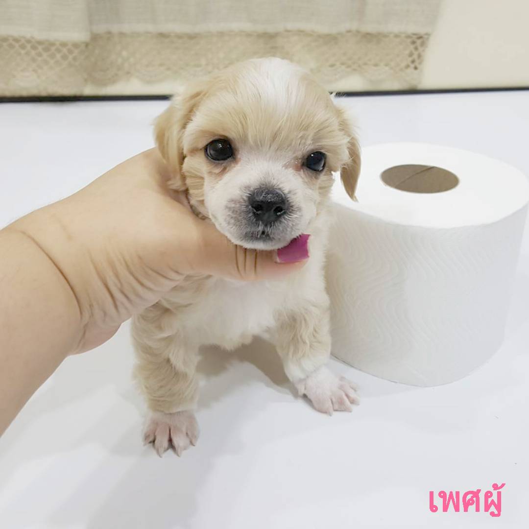 พุดเดิ้ลหน้าหมี ไซด์จิ๋ว ราคาไม่แพงค่ะ!