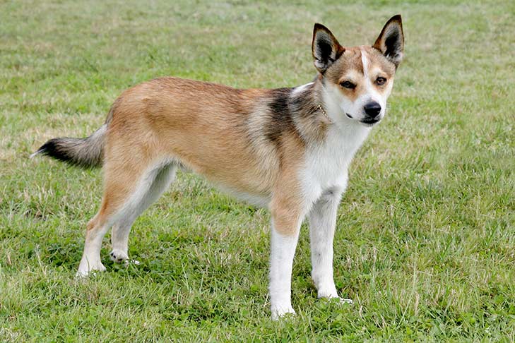 สุนัขสายพันธุ์ ลันเดฮุนด์ (Lundehund)