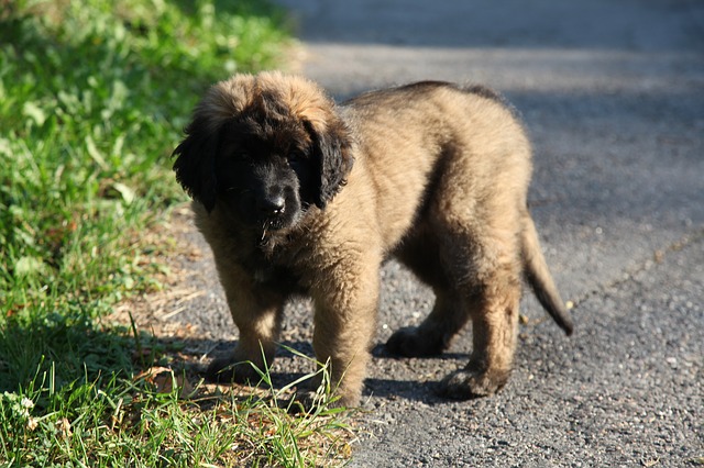 สุนัขสายพันธุ์ ลีออนแบรกเกอร์ (Leonberger)