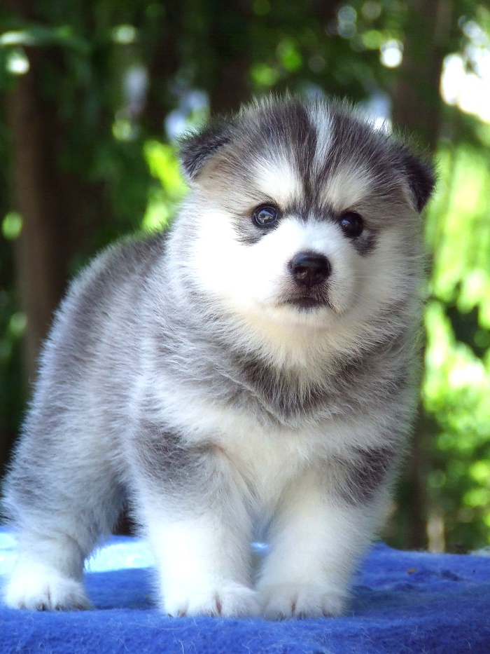 ฟาร์มไซบีเรียนอันดับ1 ในประเทศไทยAllbest kennel