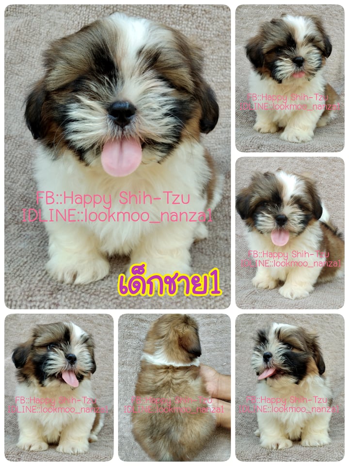ชิสุทอยแท้เพศผู้