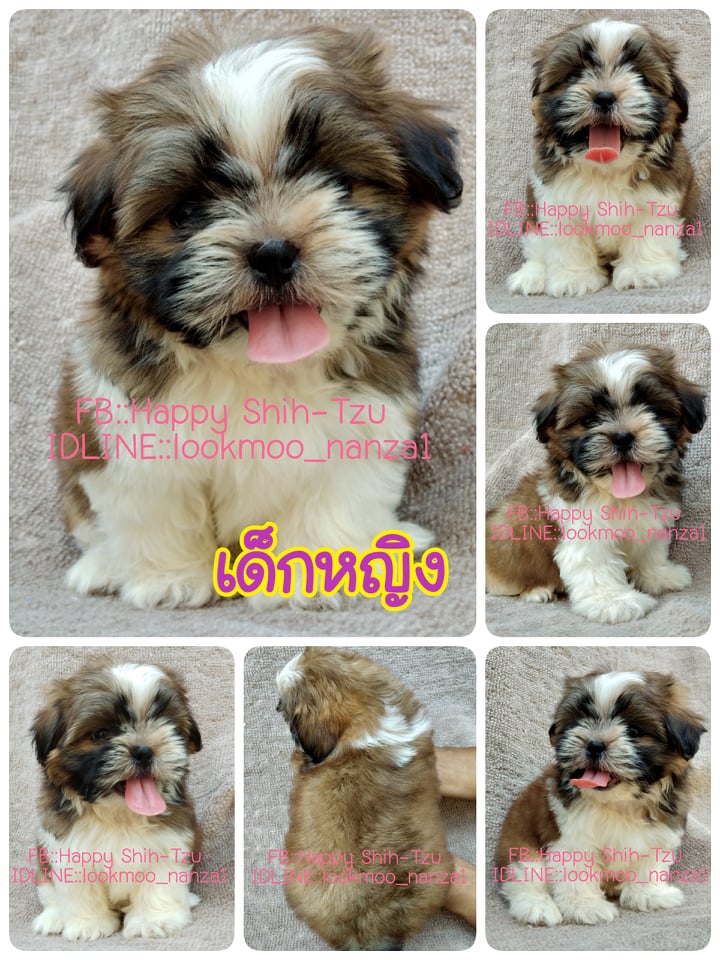 ชิสุทอยแท้เพศเมีย