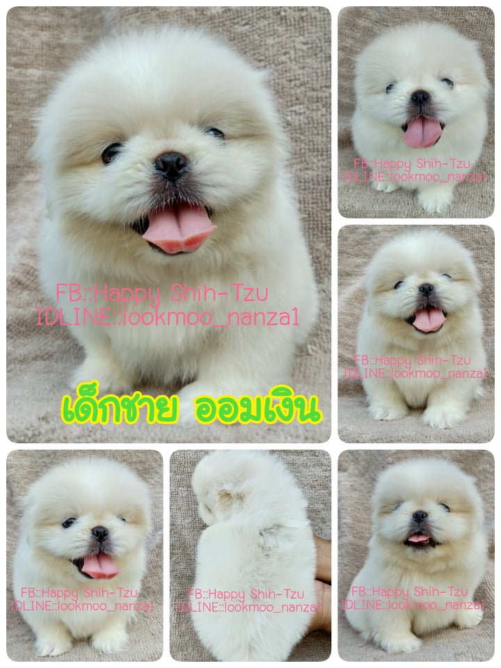 ปักกิ่งแท้ ออมเงิน