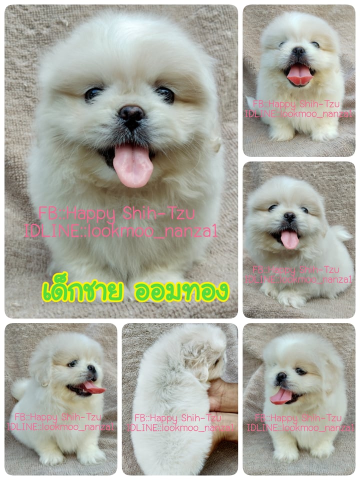 ปักกิ่งแท้ ออมทอง