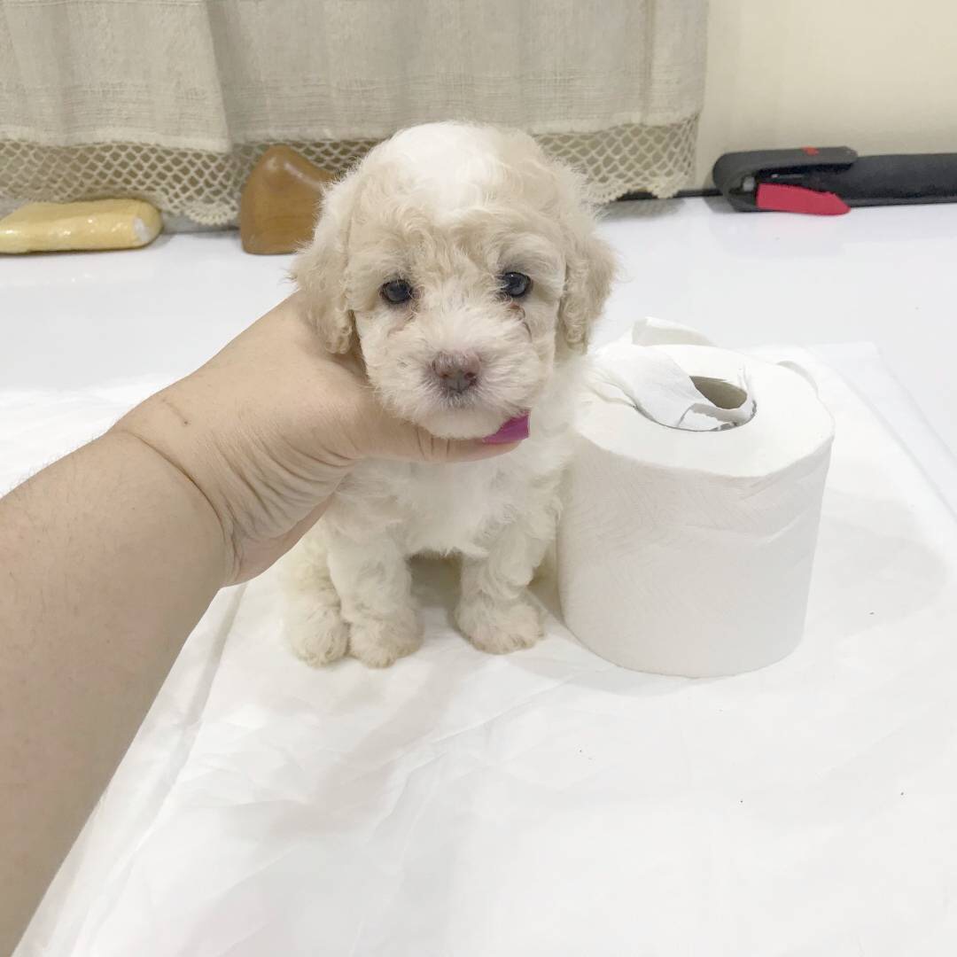 พุดเดิ้ลหน้าตุ๊กตาหมี ไซด์ทอยเล็ก ด่วน!
