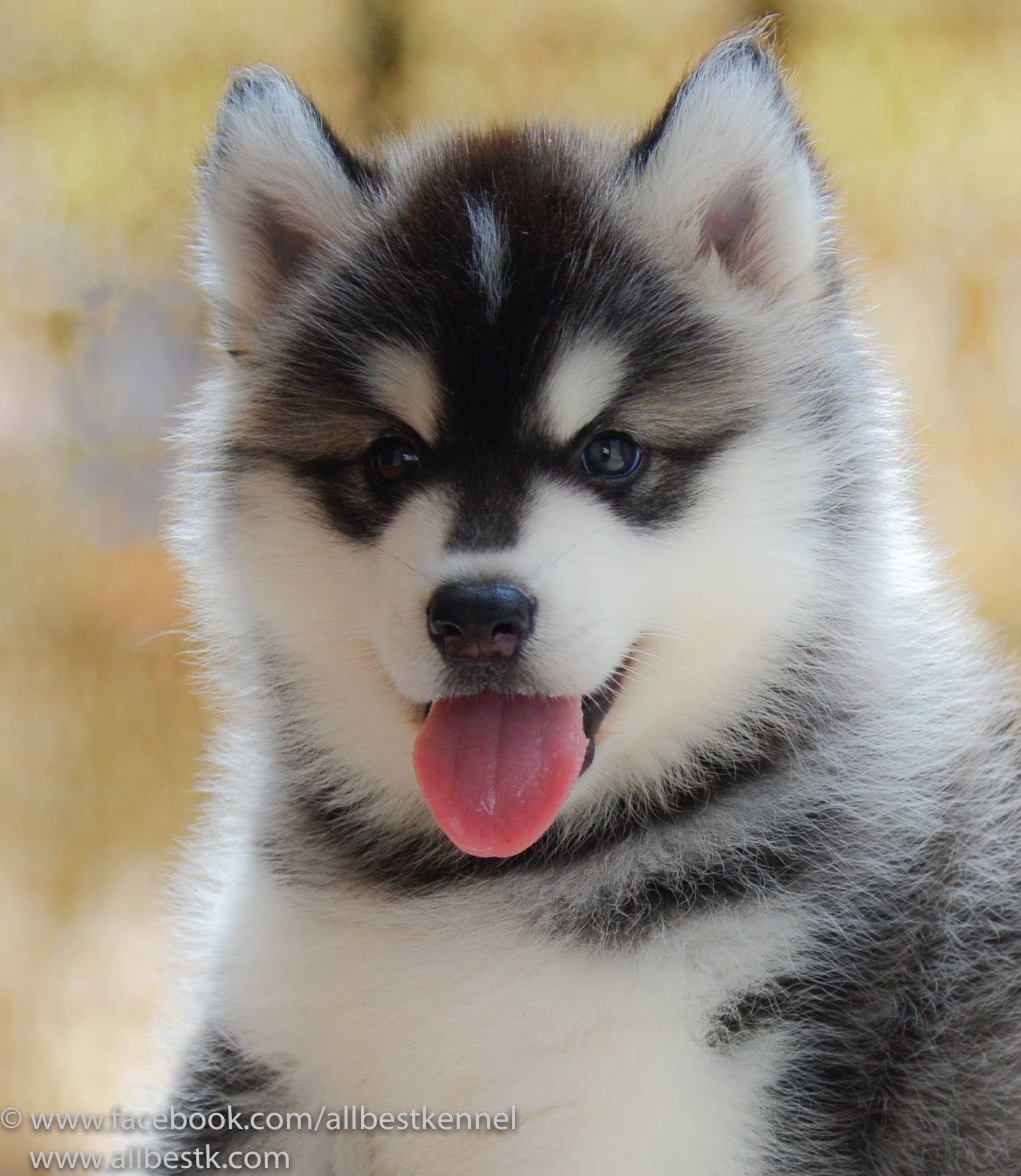 ขายไซบีเรียนฮัสกี้ เกรดดี มีทุกสีทุกแบบให้เลือก ที่ฟาร์มallbest เท่านั้น