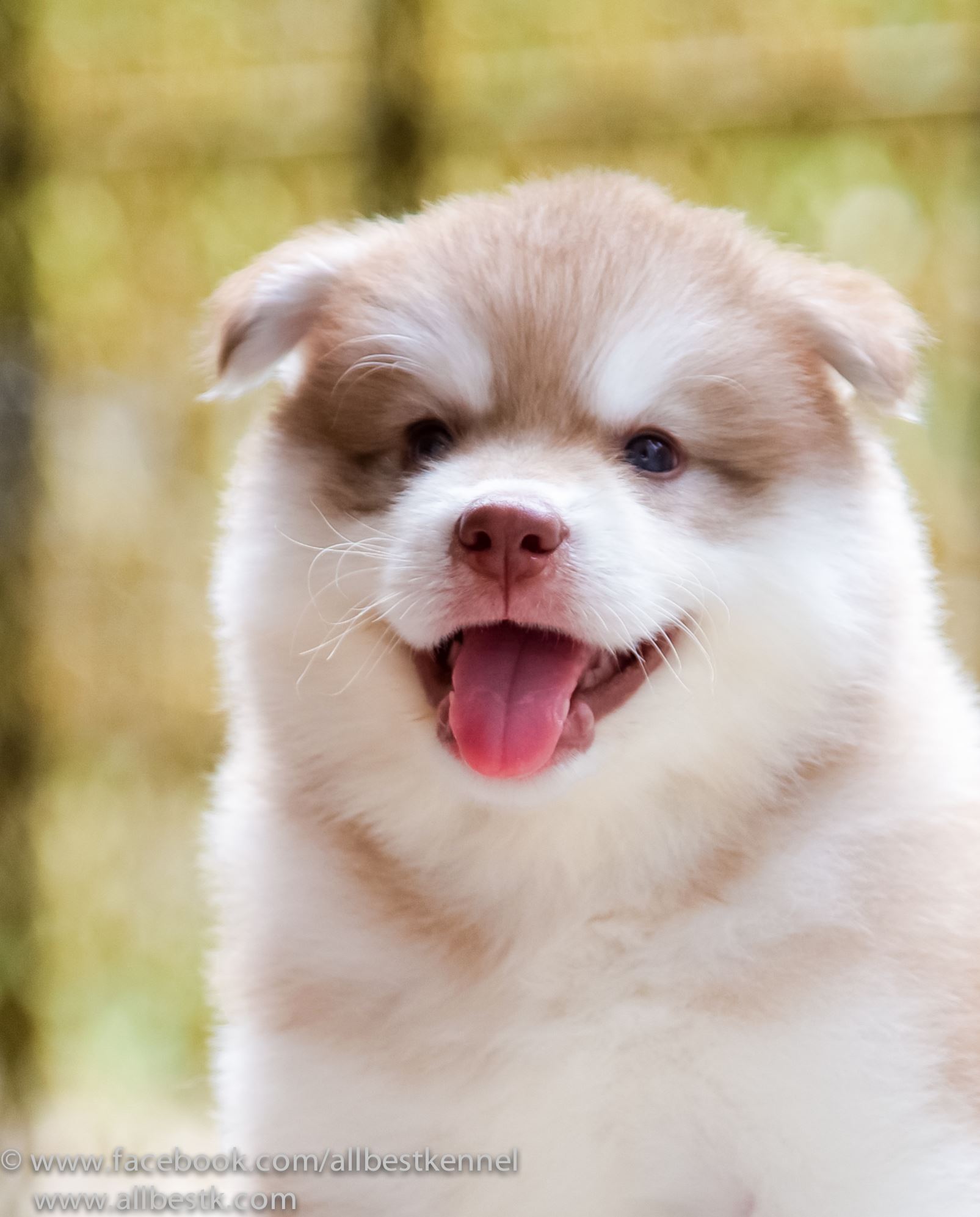 ขายสุนัขไซบีเรียนฮัสกี้ เกรดดี มีทุกสีทุกแบบให้เลือก allbest kennel