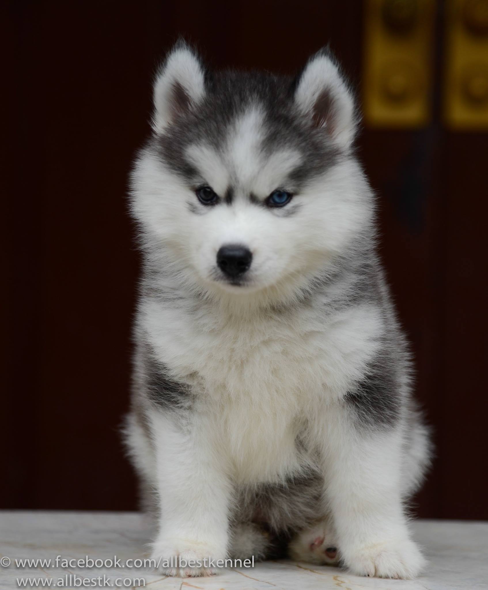 ขายสุนัขไซบีเรียนฮัสกี้ เกรดดี มีทุกสีทุกแบบให้เลือก allbest kennel
