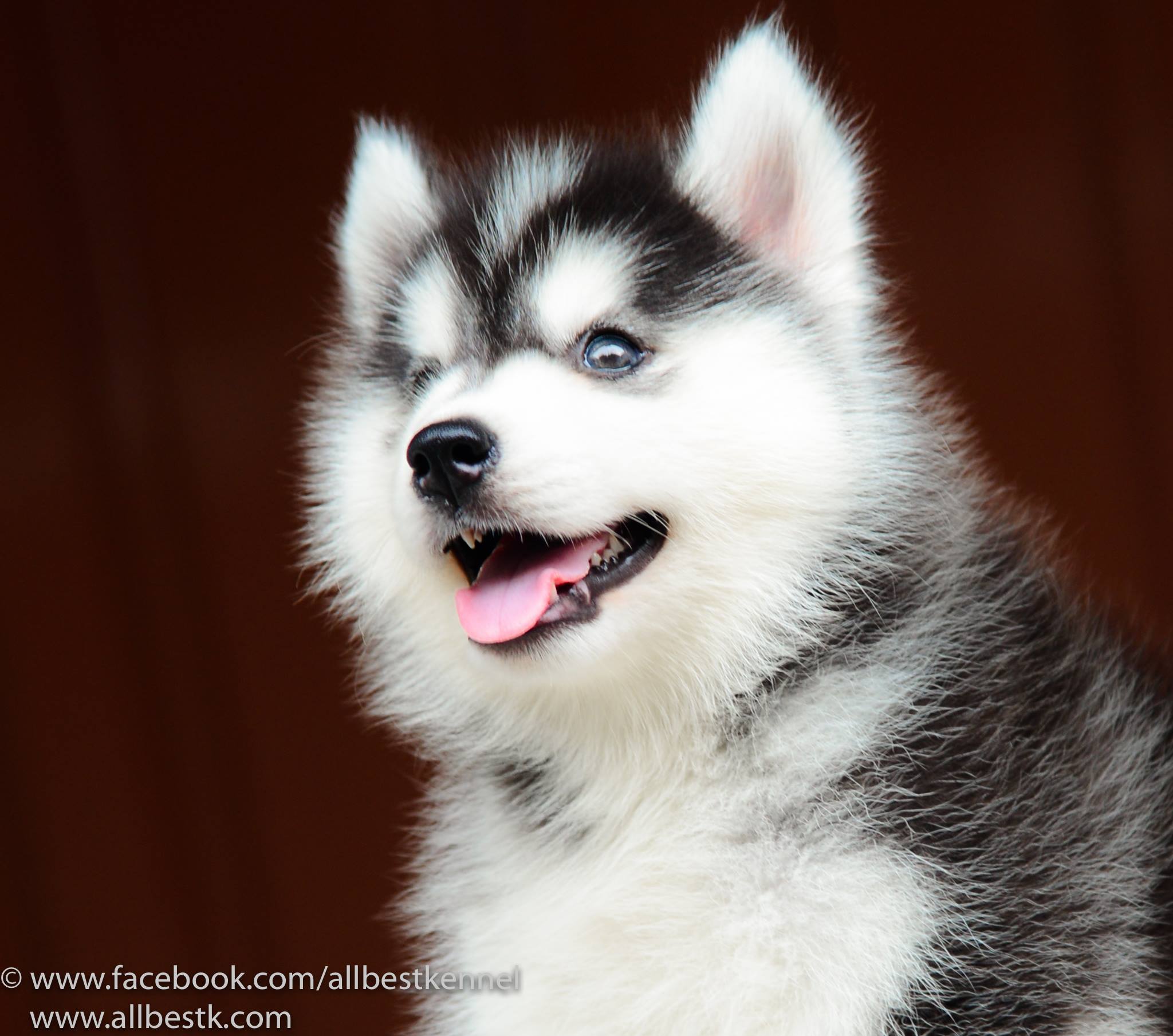 ขายสุนัขไซบีเรียนฮัสกี้ เกรดดี มีทุกสีทุกแบบให้เลือก allbest kennel