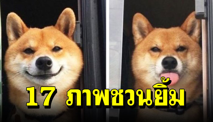 17 ภาพชวนยิ้มของเหล่าเจ้าตูบ ทำให้เรายิ้มตามได้