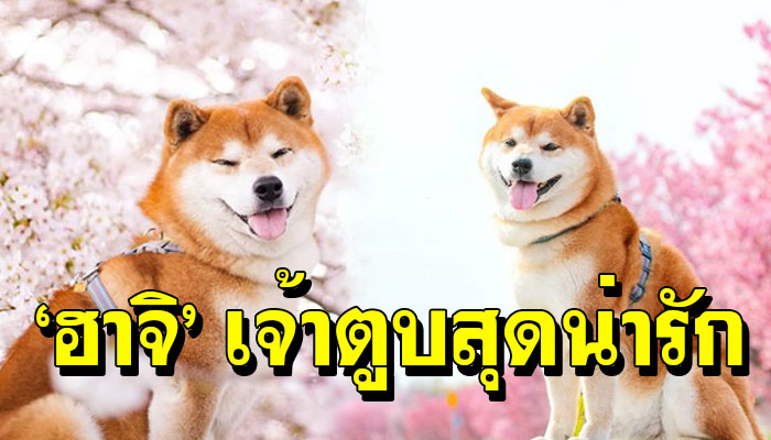 ‘ฮาจิ’ ชิบะ เจ้าตูบแสนน่ารัก มาแจกความสดใส
