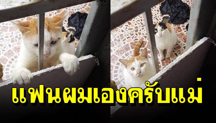 แมวหนุ่ม หายจากบ้าน2วัน กลับมาพร้อมแมวแฟนสาว
