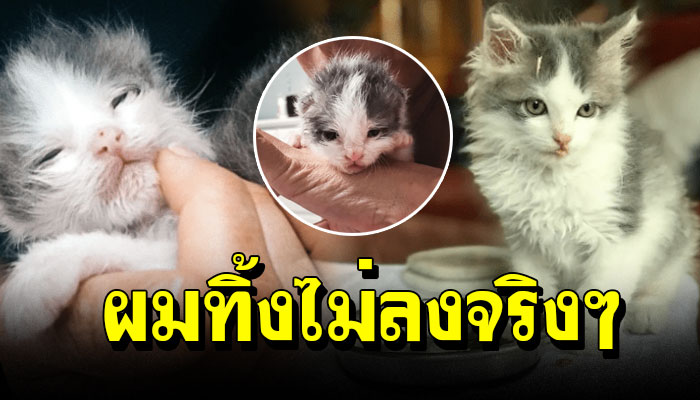หนุ่มเก็บ เจ้าเหมียวป่วยมาเลี้ยง จนแข็งแรง ล่าสุด มันน่ารักมากๆ