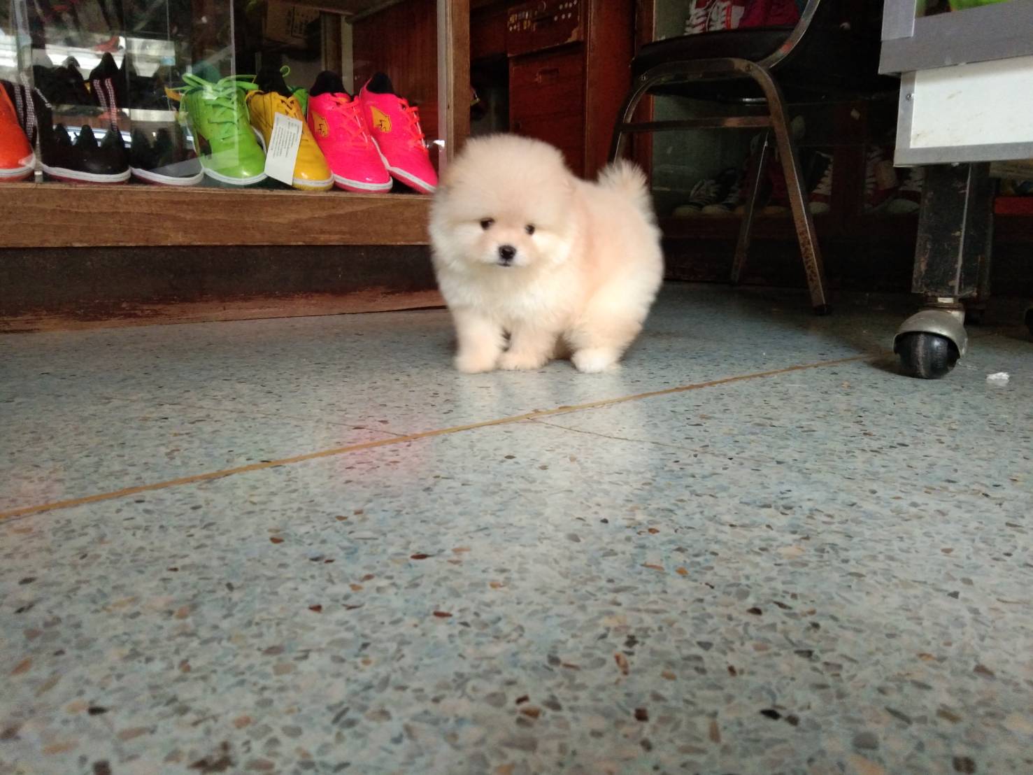 ปอม หน้าหมี เพศหญิง 12500