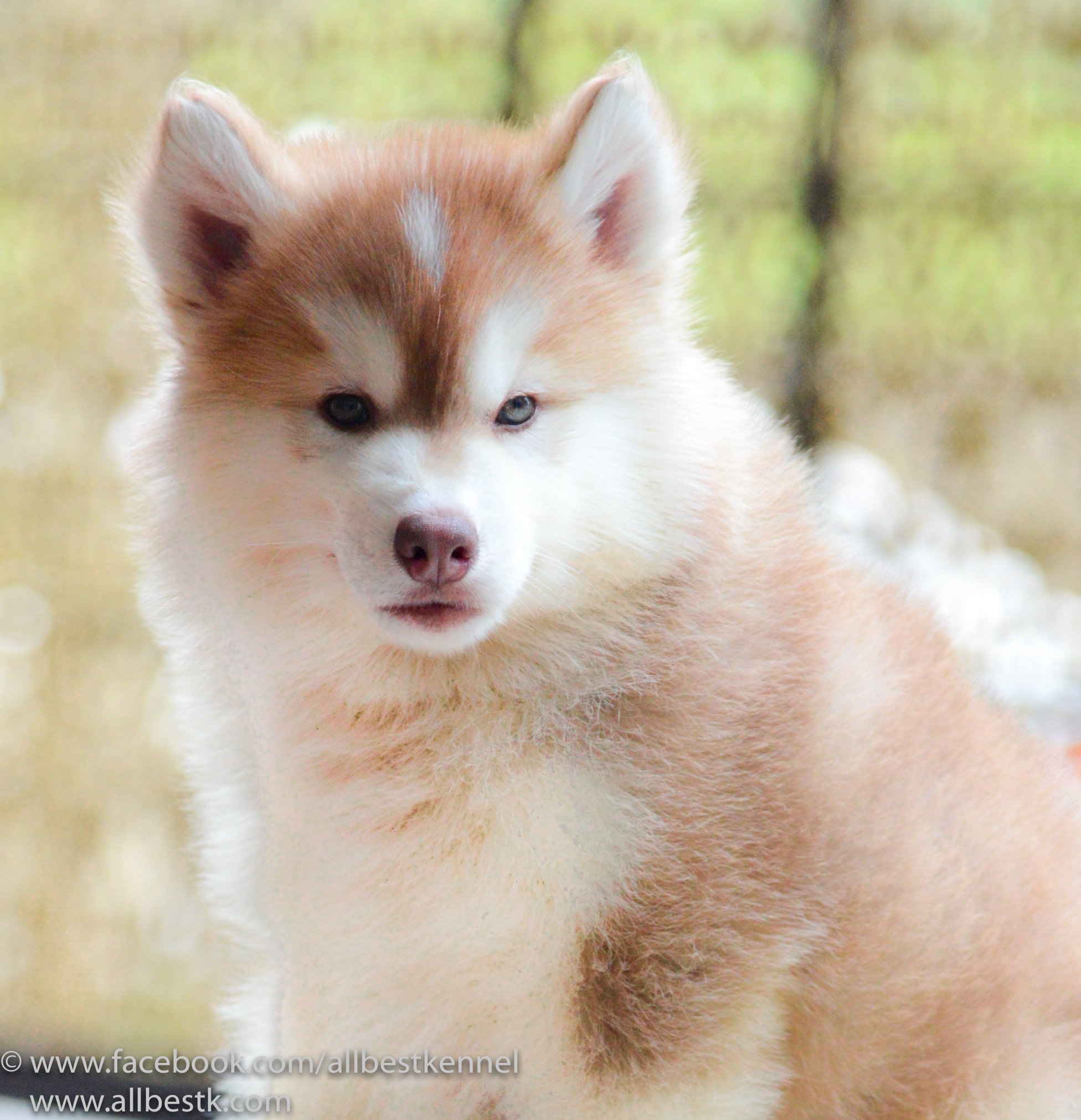 ฟาร์มไซบีเรียนอันดับ1 ในประเทศไทยAllbest kennel คัดคุณภาพเกรดดีที่สุดเพื่อคุณ