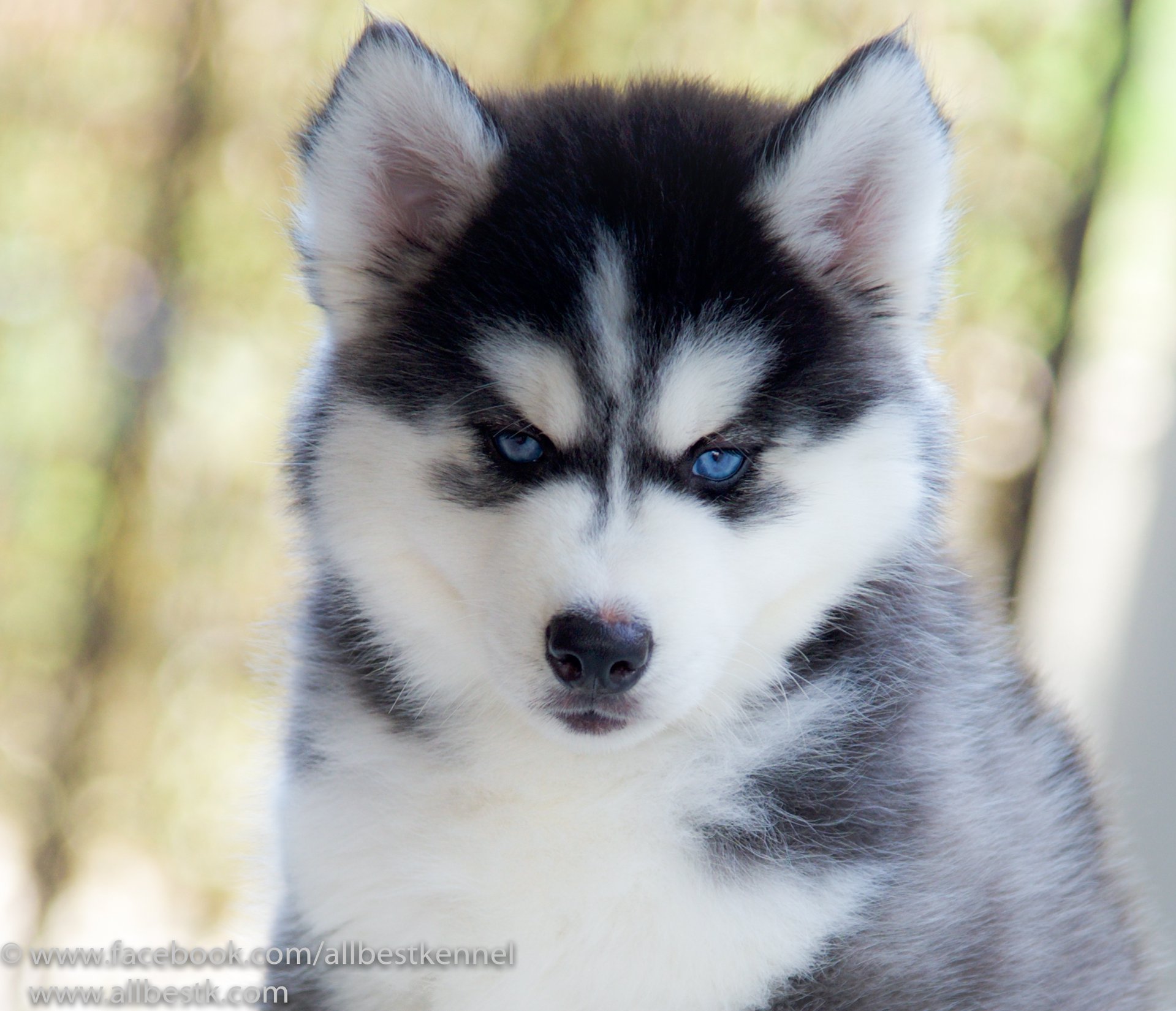 ฟาร์มไซบีเรียนอันดับ1 ในประเทศไทยAllbest kennel คัดคุณภาพเกรดดีที่สุดเพื่อคุณ
