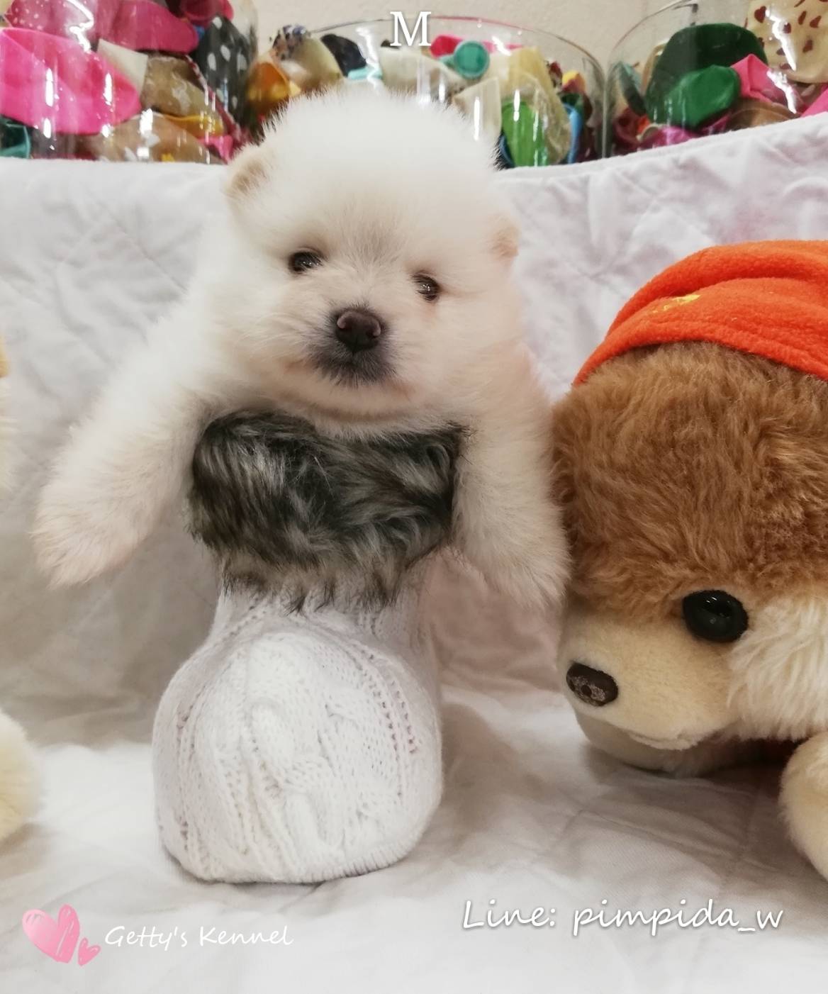 น้องปอมเพศผู้ สีขาวครีม ตัวอ้วนๆ ขนฟู น่ารัก ราคา 6,500 บาท
