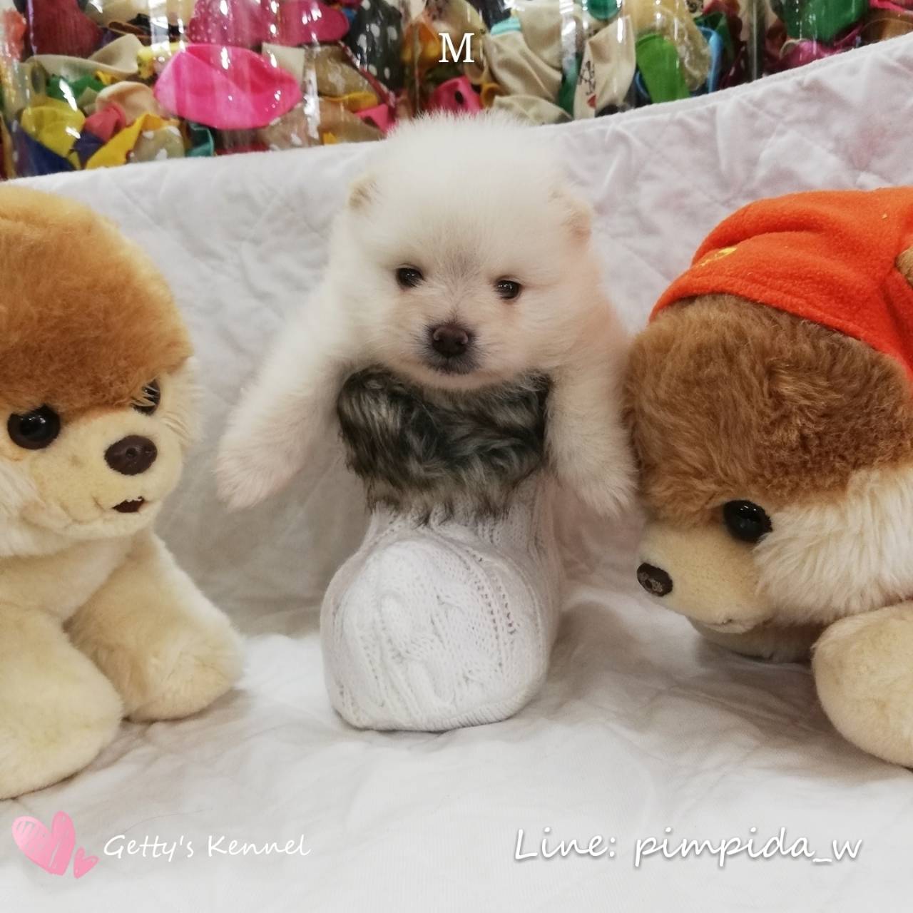 น้องปอมเพศผู้ สีขาวครีม ตัวอ้วนๆ ขนฟู น่ารัก ราคา 6,500 บาท