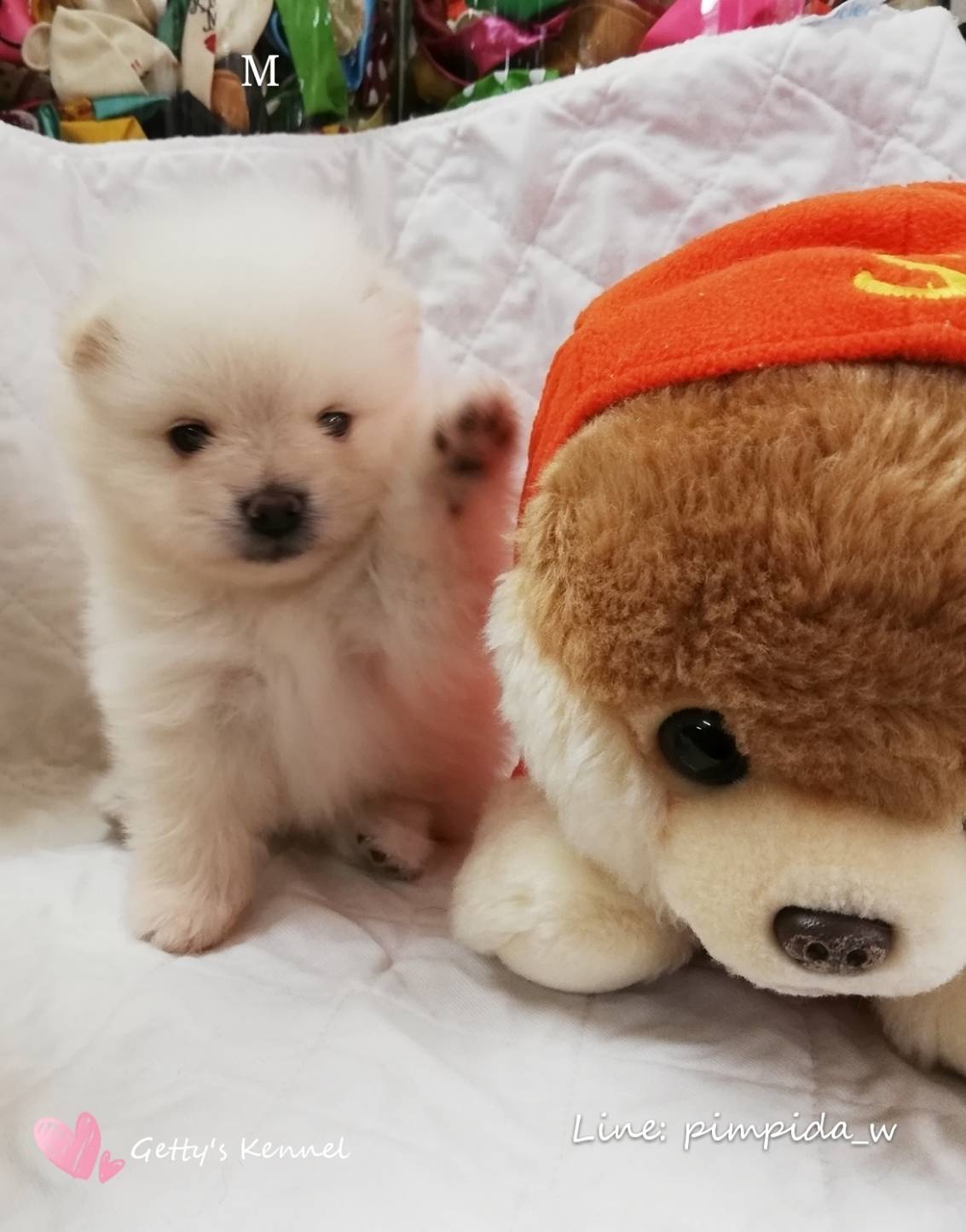 น้องปอมเพศผู้ สีขาวครีม ตัวอ้วนๆ ขนฟู น่ารัก ราคา 6,500 บาท