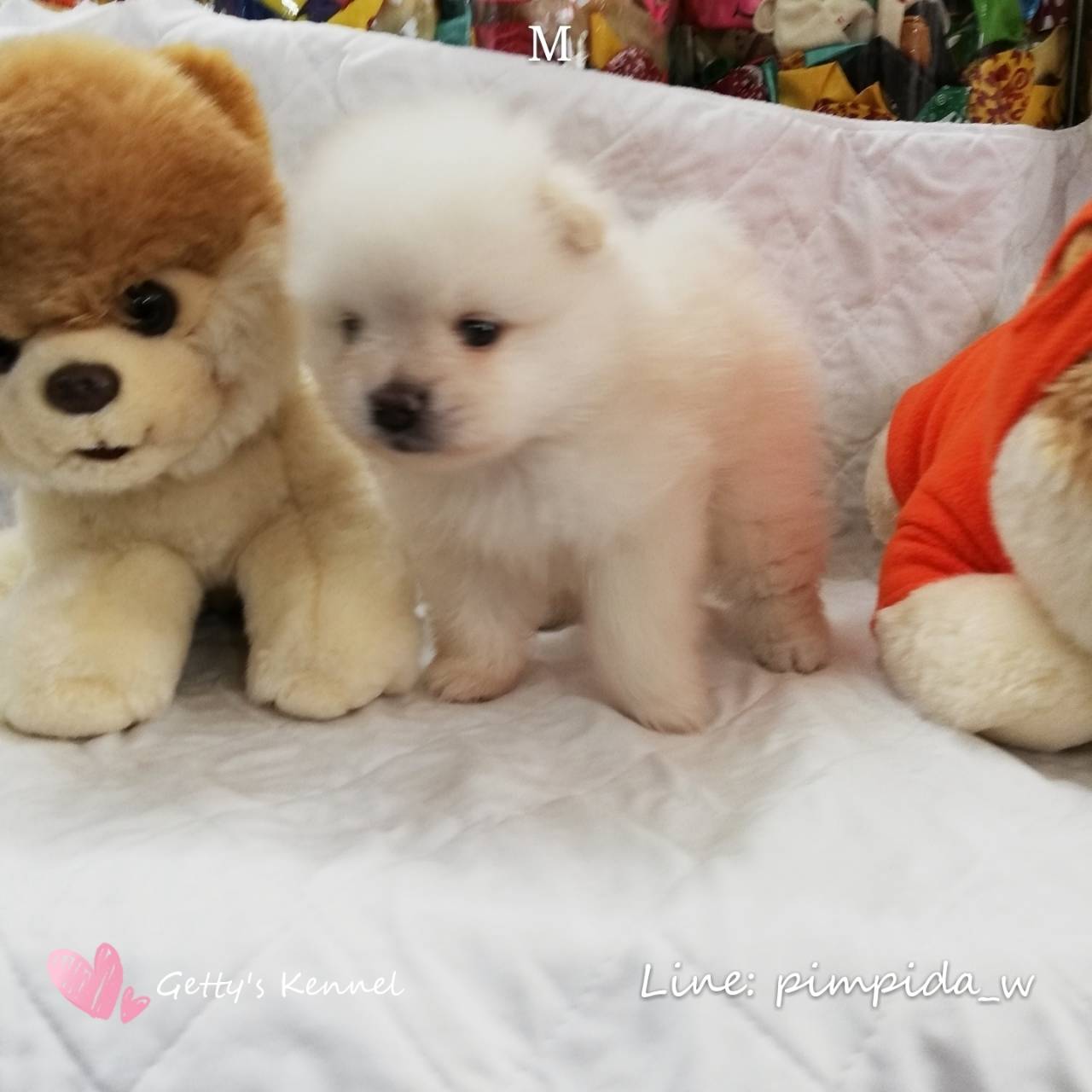 น้องปอมเพศผู้ สีขาวครีม ตัวอ้วนๆ ขนฟู น่ารัก ราคา 6,500 บาท
