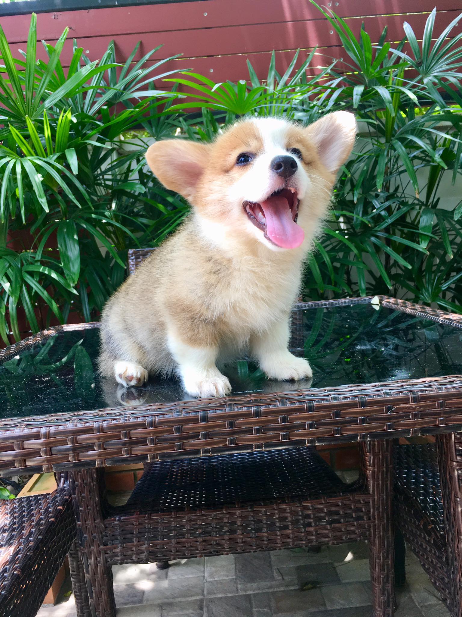 ลูกสุนัข พ็อมโบรค คอร์กี้ (Pembroke Welsh Corgi) พร้อมย้ายบ้าน