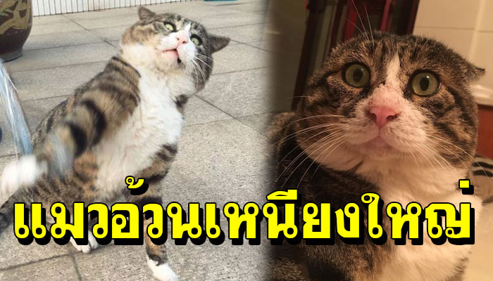 อาเฟย แมวอ้วนเหนียงใหญ่ กับความสามารถพิเศษ ถ่ายรูปอะไรก็เอาไปเป็นมีมได้