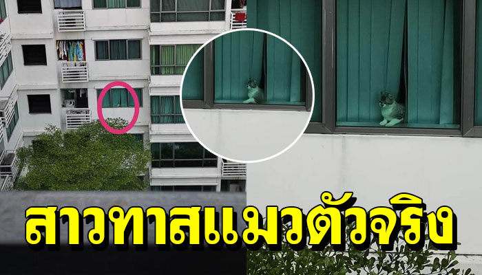 สาวทาสแมวตัวจริง ยอมซื้อโทรศัพท์รุ่นใหม่ เพื่อจะได้ส่องแมวฝั่งตรงข้ามแบบชัดๆ