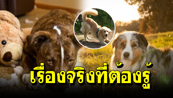 13 เรื่องจริง เกี่ยวกับเจ้าตูบ แม้แต่เจ้าของสุนัข ก็อาจไม่เคยรู้มาก่อนเลย
