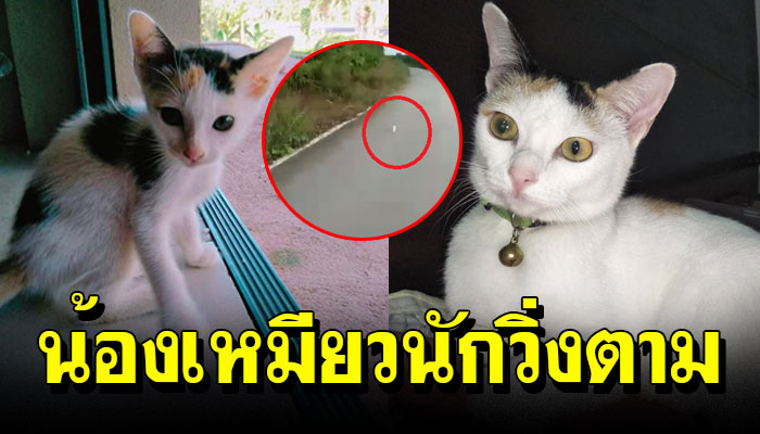เรื่องเล่า " รันนิ่ง " น้องแมวนักวิ่งตาม จนทาสต้องใจอ่อนยอมพากลับบ้านจนได้
