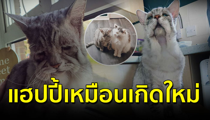 คู่รักรับเลี้ยงเหมียวหน้าย่นมาเลี้ยง ทำให้ทั้งคู่แฮปปี้เหมือนเกิดใหม่