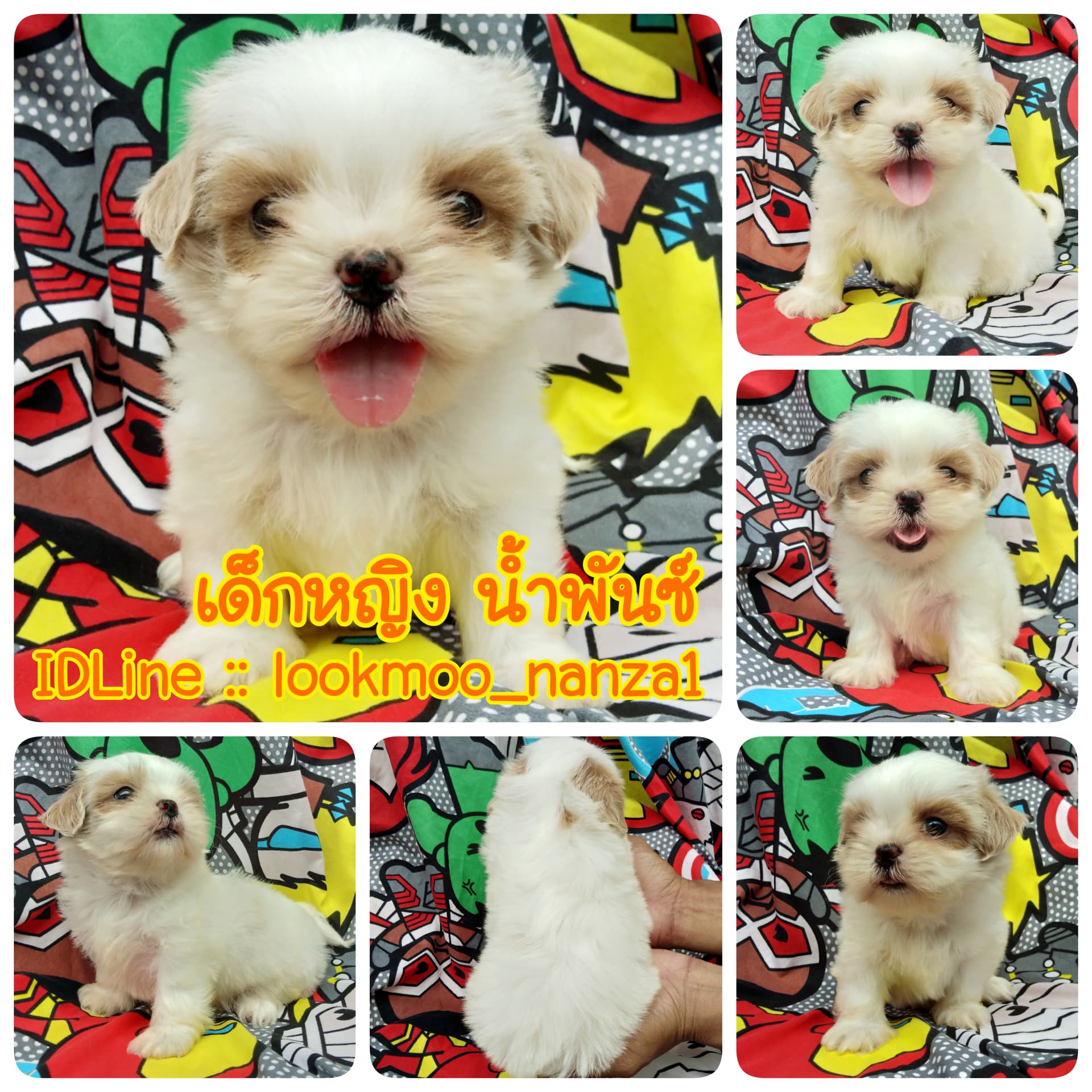 ชิสุทอยแท้น้ำพันซ์