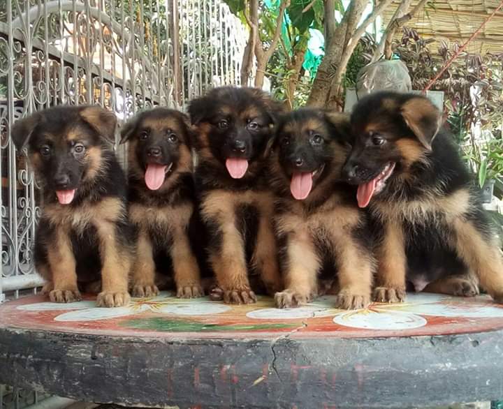 เยอรมัน เชพเพริด เพศ เมีย ยังว่าง  จ.สุพรรณอ.เมือง
