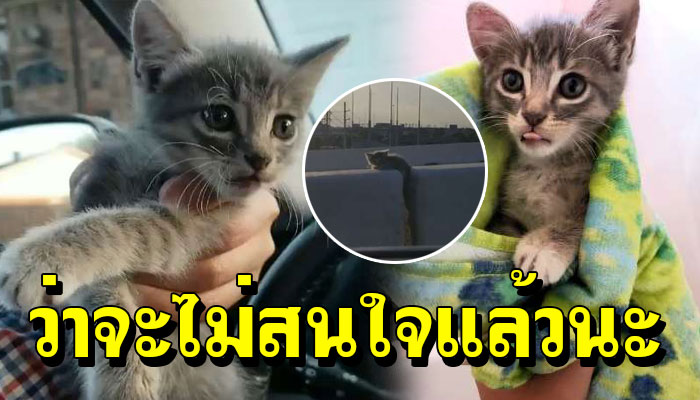 หนุ่มกะไม่สนใจลูกแมวที่ถูกทิ้งบนสะพานลอย แต่ทำใจไม่ได้ เลยวนรถกลับไปช่วยมัน