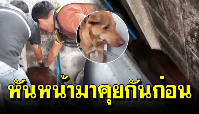 จนท.เข้าช่วยหมาอ้วนติดซอก ขี้เขินไม่ยอมออก ต้องเกลี้ยกล่อม ‘หันหน้ามาคุยกันก่อน’