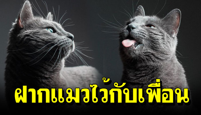ไม่ต้องเดาว่าจะเกิดอะไรขึ้น เมื่อ ฝากแมวไว้กับเพื่อน แต่เพื่อนดันเป็น ‘ช่างภาพ’