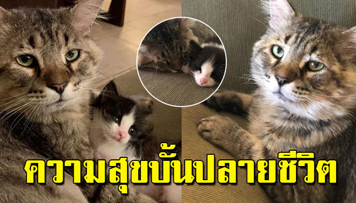 แมวแก่จรจัดมาเกือบทั้งชีวิต พบความสุขตอนบั้นปลาย จากการดูแลแมวน้อยกำพร้า