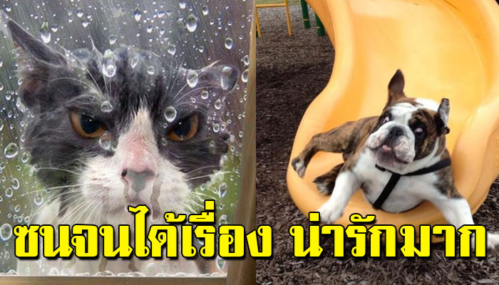 10 ภาพ ‘สัตว์แสนซน’ ที่ทำผิดพลาดครั้งใหญ่ จนกลายเป็นบทเรียนที่ลืมไม่ลง