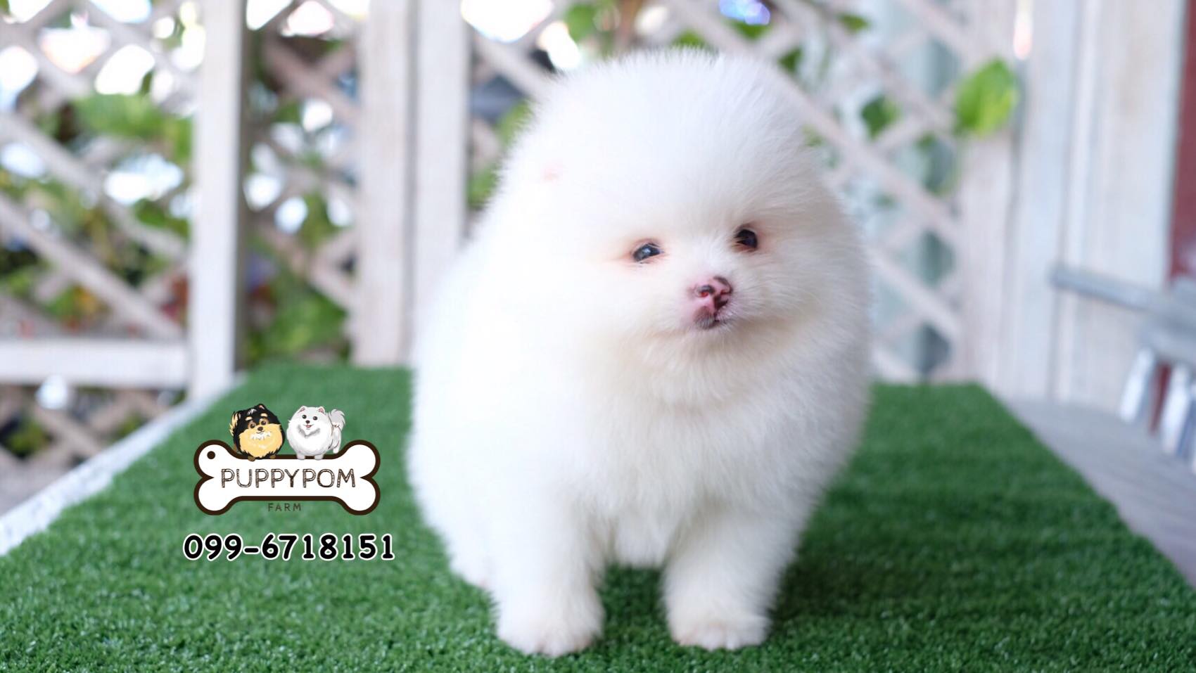 หาบ้านให้น้องปอมเพศผู้ หน้าหวาน เกรดสวย