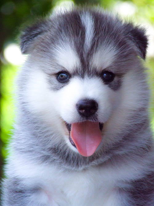 ไซบีเรียนเข้าใหม่หลายคอก น้องหมาสุดน่ารักขี้เล่นที่ใครเลี้ยงเป็นต้องหลง
