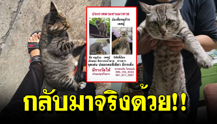 สาวทาสแมว ฝากแมวจรตามแมวตัวเองกลับบ้านให้หน่อย สักพักกลับมาจริงด้วย