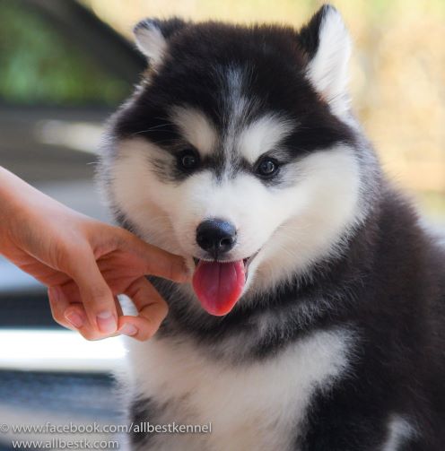 น้องหมาไซบีเรียนฮัสกี้ มาพร้อมแล้วหลสยคอก คัดเกรดมาทุกตัวเพื่อคุณ