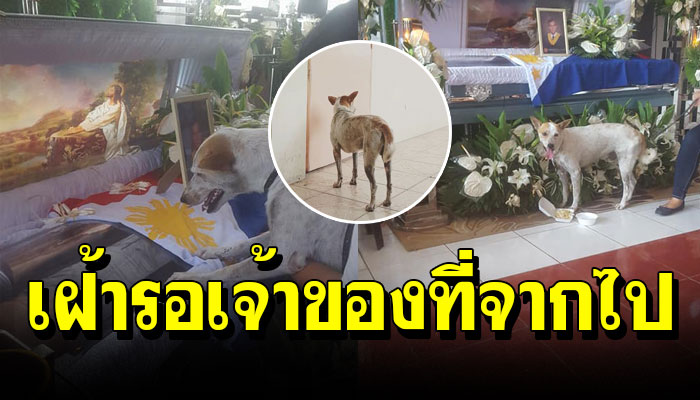 "Buboy" หมาจรซื่อสัตย์ผู้เฝ้ารออาจารย์หนุ่ม ได้ไปอยู่กับเพื่อนรักที่บนสวรรค์แล้ว