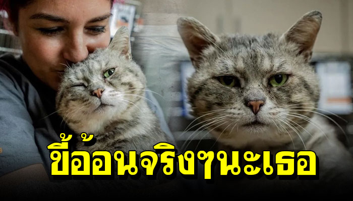 แมวข้างถนนขี้อ้อนโคตรๆ ตั้งแต่ช่วยเก็บมันมา ยังอ้อนคนดูแลไม่ยอมหยุดเลย